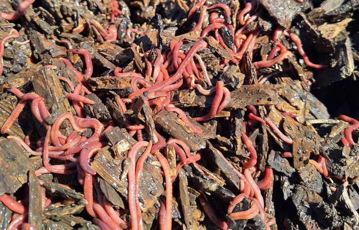 regenwormen