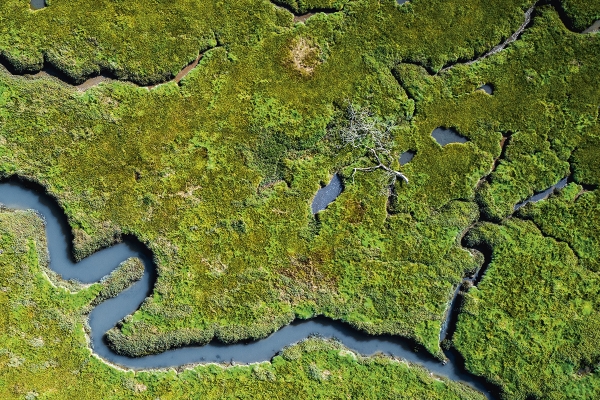 coastalwetlandcropped.jpg