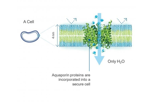 aquaporin1.jpg