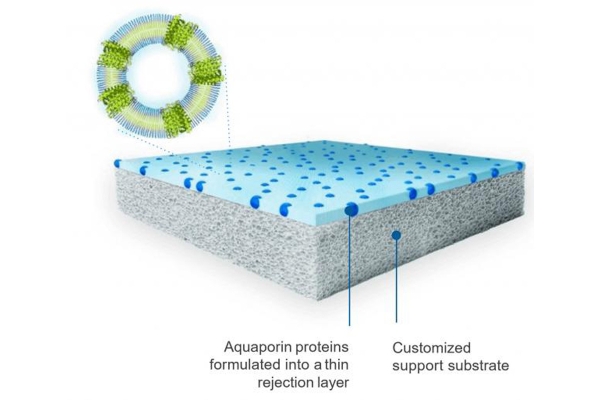aquaporin2.jpg