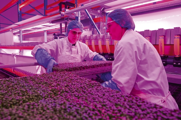 smartcropsproductie1114def.jpg