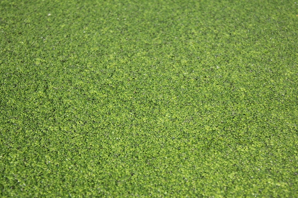 beeld3eendenkroos.jpg